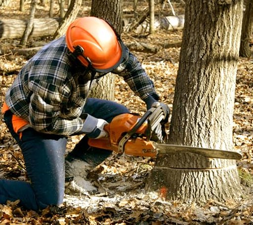 Tree Removal in Rock Island, TX